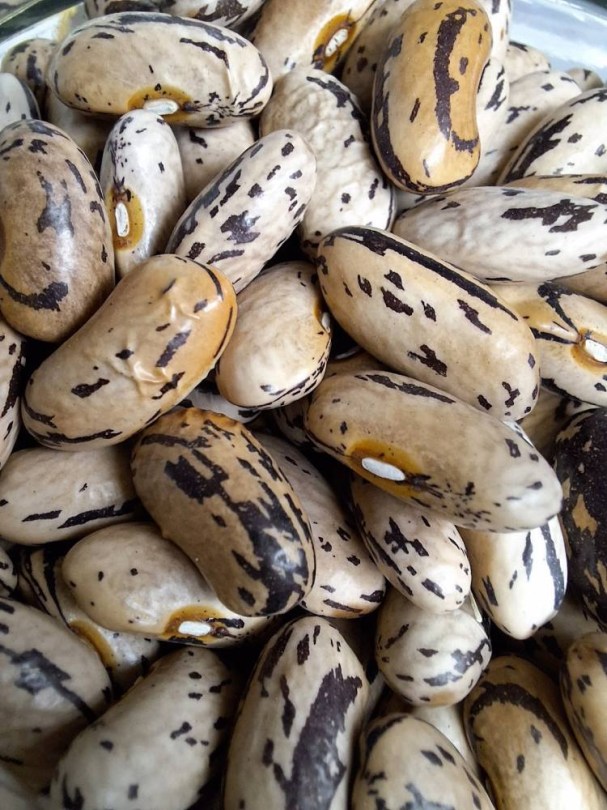 Pelandron bokorbab - bab, Phaseolus vulgaris, hüvelyes